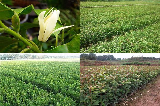 四季桂花开花后需要剪枝吗1680497000756