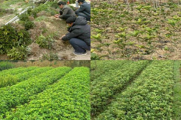 阳台能栽桂花树吗北方1690677630383
