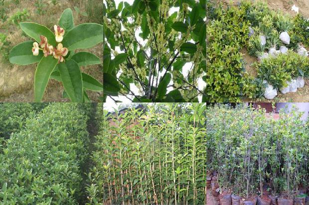桂花用通用营养土可以种吗1680497233867