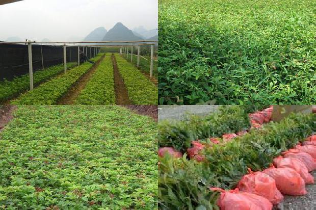 桂花树价格6公分多少钱一株1689837587668