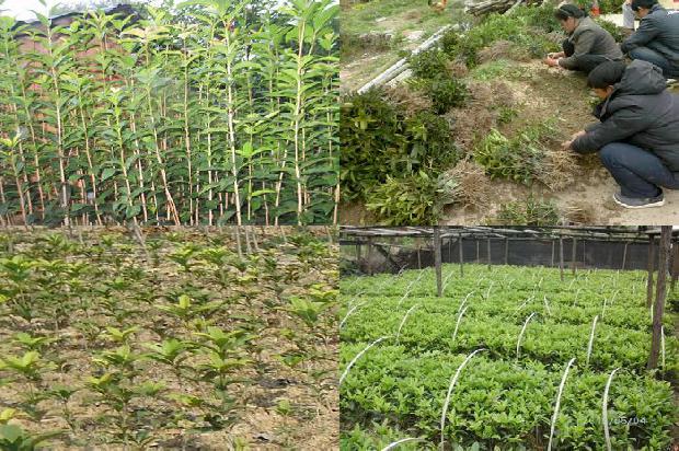 桂花直接栽还是泡水里1680499270148