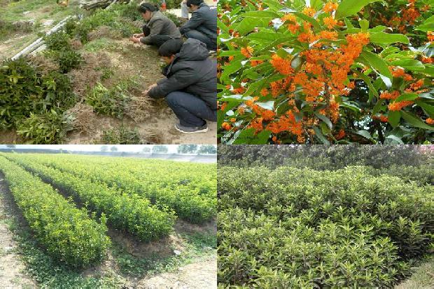 盆栽桂花用什么肥料最好最旺1680499656111