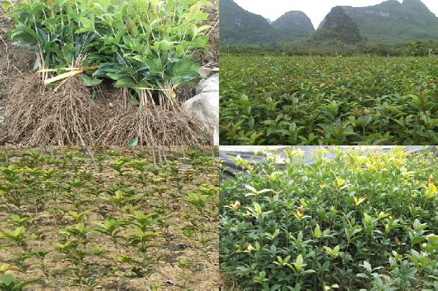 盆栽桂花用什么肥料最好最旺1680499656159