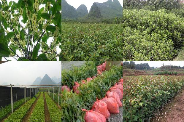 四季桂花怎样养才枝繁叶茂1680570154116