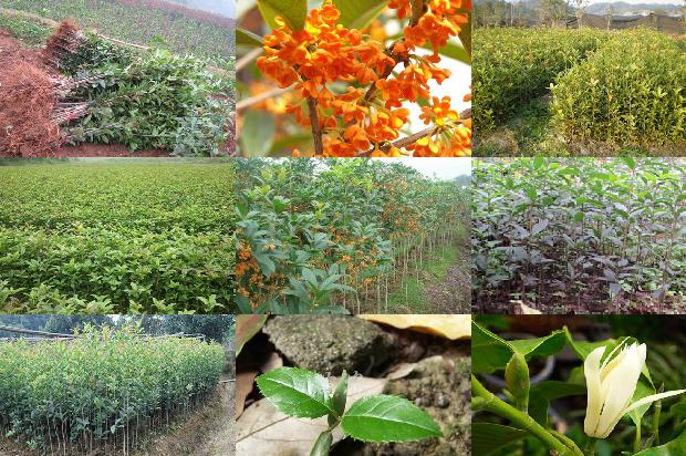 四季桂花怎样养才枝繁叶茂1680570154164