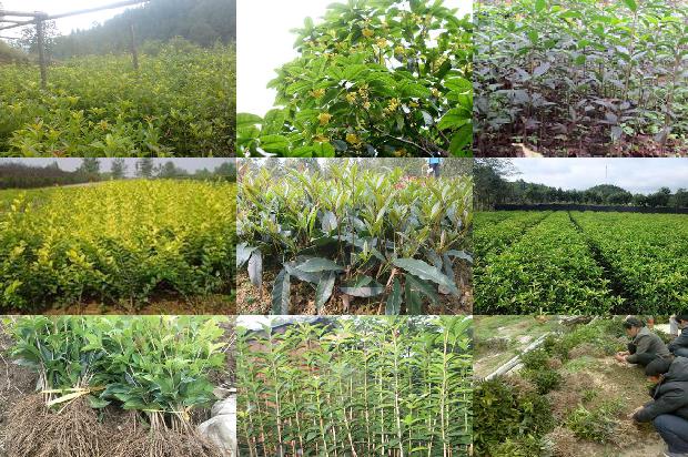 四季桂花怎样养才能开花1680570233552
