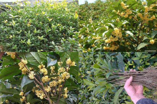 四季桂花树一年开几次花1680570812670