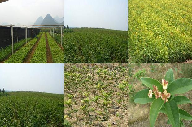 四季桂花与一般桂花树的区别1680571100748
