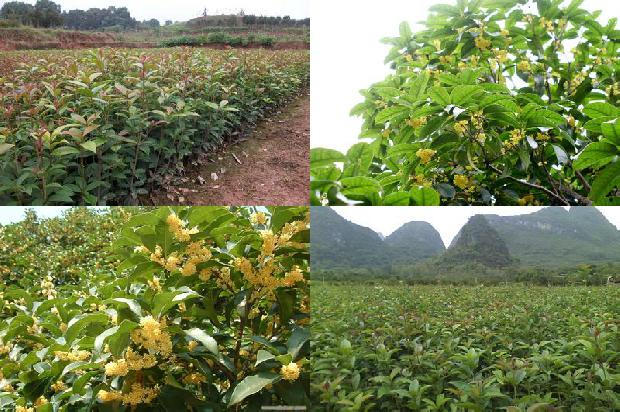 盆栽桂花喜阴还是喜阳好1680572153245