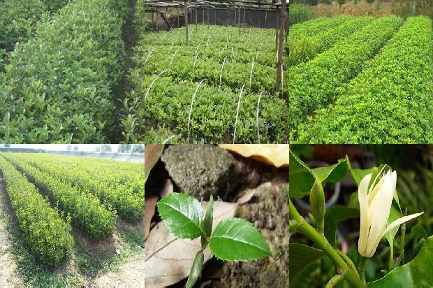 桂花是碱性土植物吗1680572323188