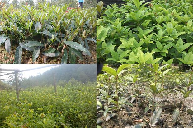 桂花树15公分需要多少年才能开花1690849634927