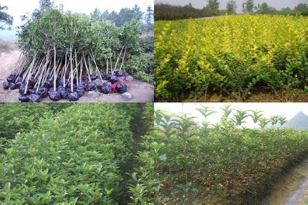 观察日记. 植物篇桂花1688948774967