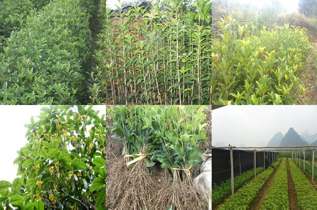 新买的桂花树怎样栽培能活一年1680573426678