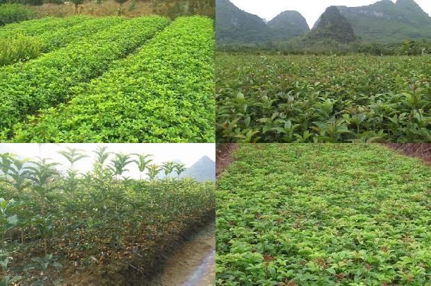 桂花茶的功效与作用及食用方法禁忌是什么1689381267597