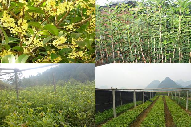 南方桂花树什么时候嫁接最好1680653367081