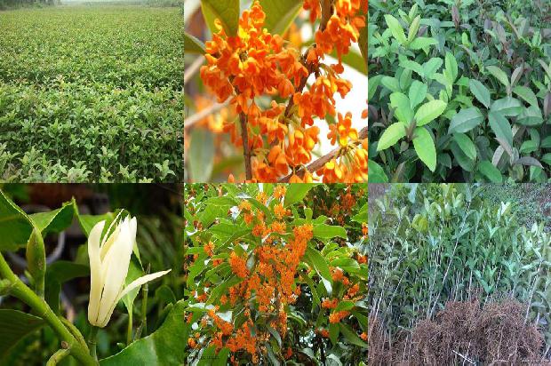 青岛崂山桂花红茶1689467286482