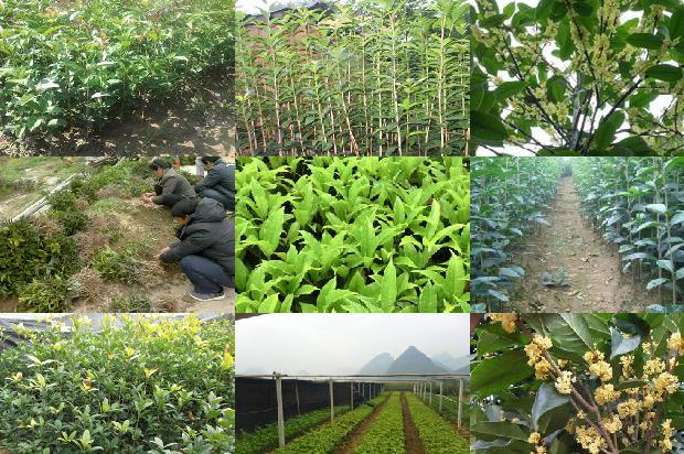 桂花树种在门口好不好1680740082010
