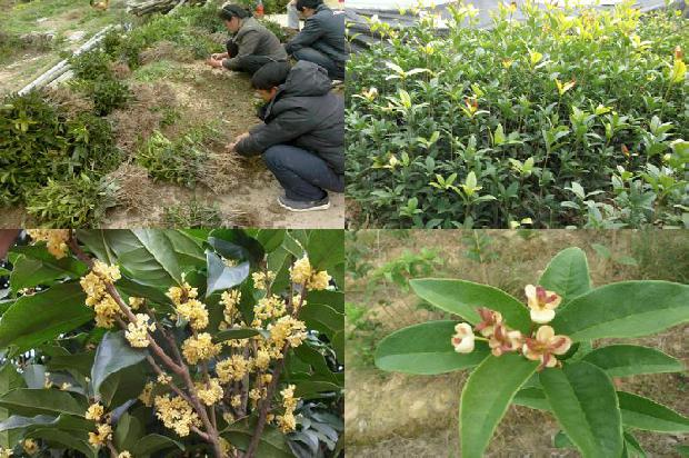 桂花树几月开1680740989136