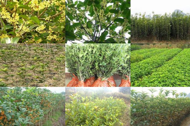 桂花乌龙茶鼓浪屿有卖吗1689467395530