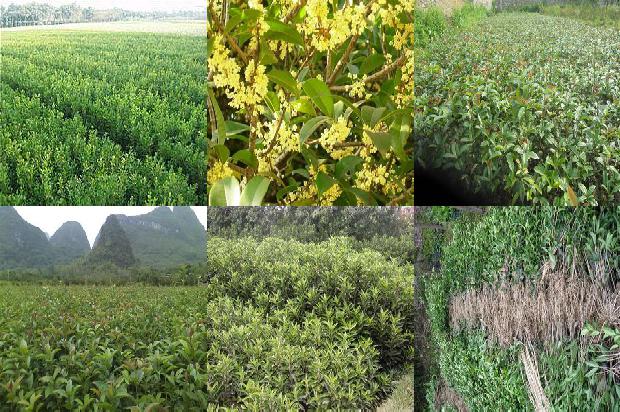 家里养桂花树的风水禁忌是什么意思1680741626110