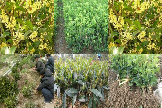 风水桂花树能放在室内吗1680742137408