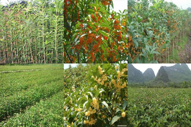 家里养桂花树每天喷水好吗冬天1680743004351