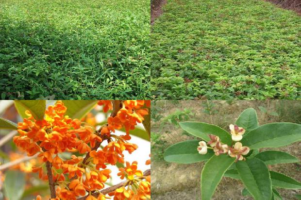 桂花树把树枝砍掉会活吗1680744121046