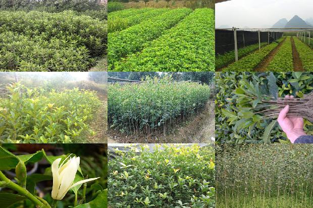 可以食用的桂花树品种1680744771253