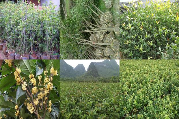 桂花树种房前还是屋后1680746876927
