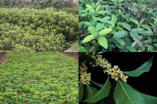 桂花树种在屋前好吗1680747748173