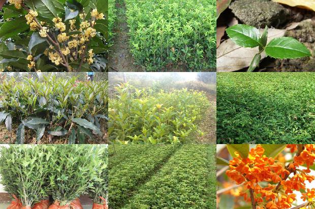 桂花树种在东边好不好1680747906897
