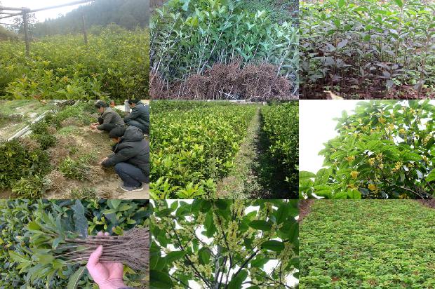 桂花树适合种在院子里吗1680826578948