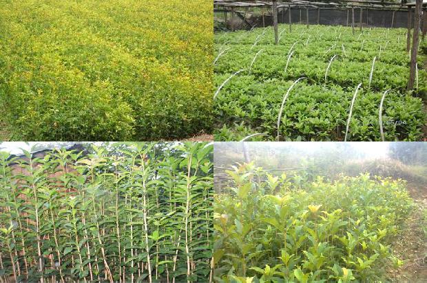 桂花的功效与作用玫瑰花茶的功效1689381457219