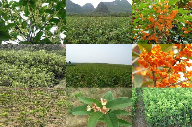 桂花树种院子里好还是大门口好1680826796198