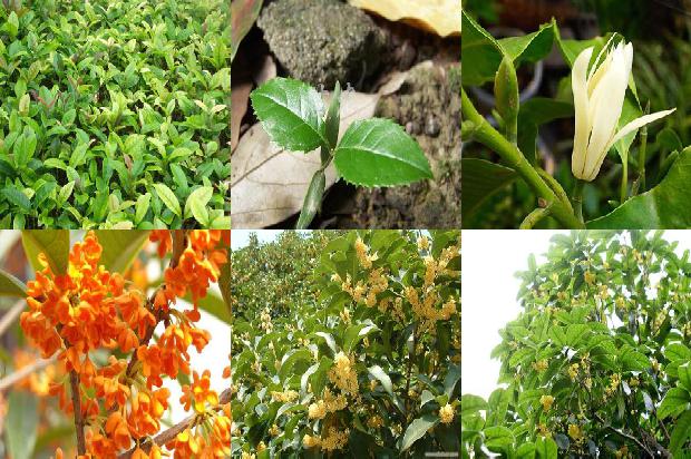 桂花树能种在盆里吗?1680827250418
