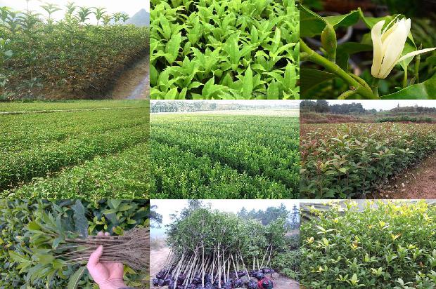 桂花树能种在阳台上吗风水1680828651523