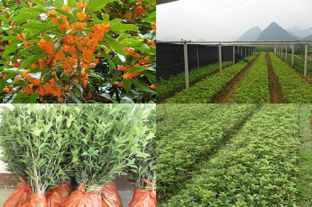 桂花树能种在车库门口吗风水好吗1680830875642