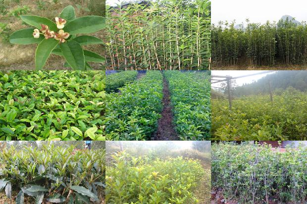 桂花树能种在车库门口吗风水好吗1680830875690
