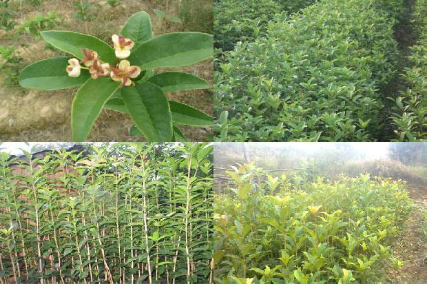 桂花树可以种在门口吗1680830949430