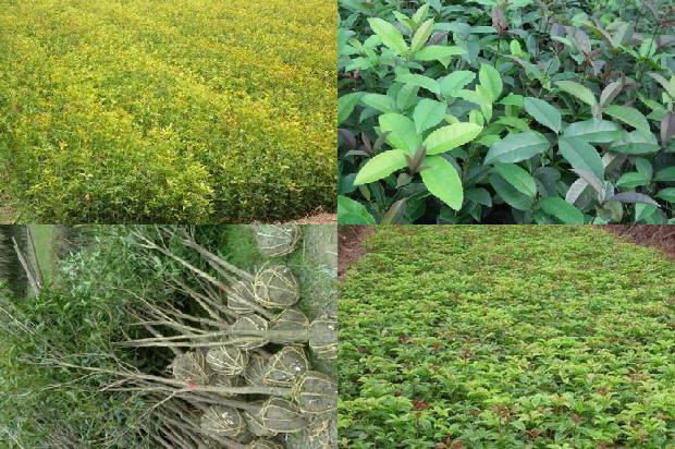 桂花树能种在大门口吗1680831032694