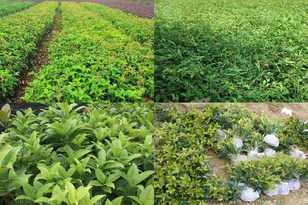 桂花树能种在门口吗北方1680831138165