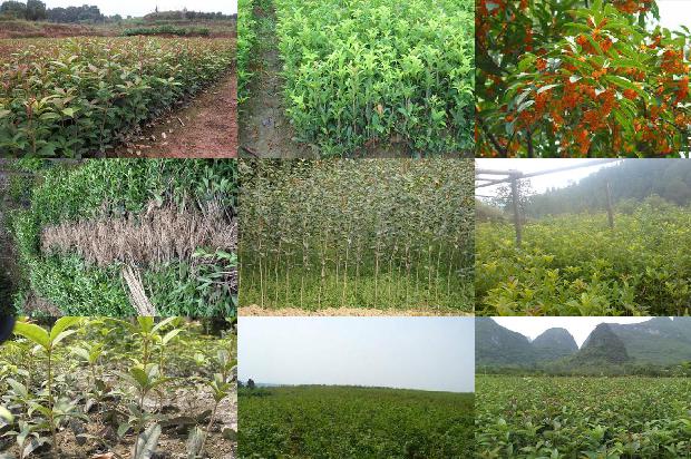 桂花树如何种植技术1680831889111