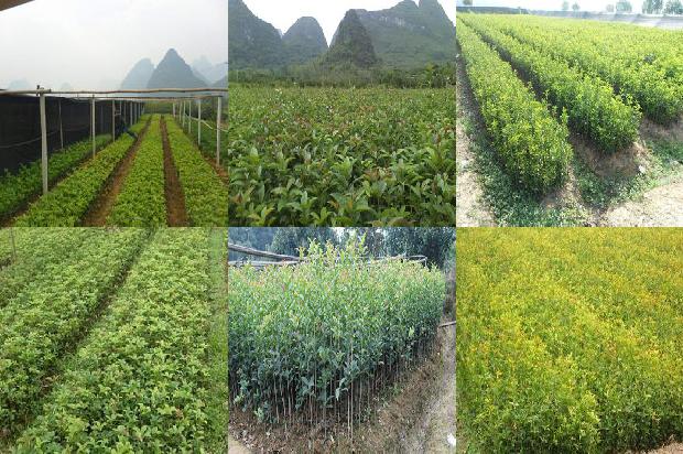 桂花树不能栽在家里吗为什么呢1680832717252