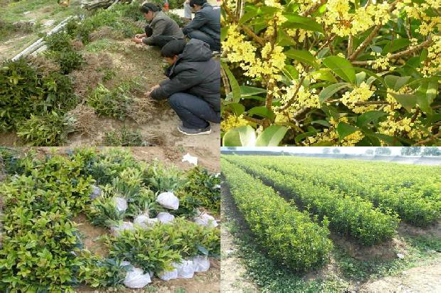 桂花树不能栽在家里吗为什么呢1680832717348