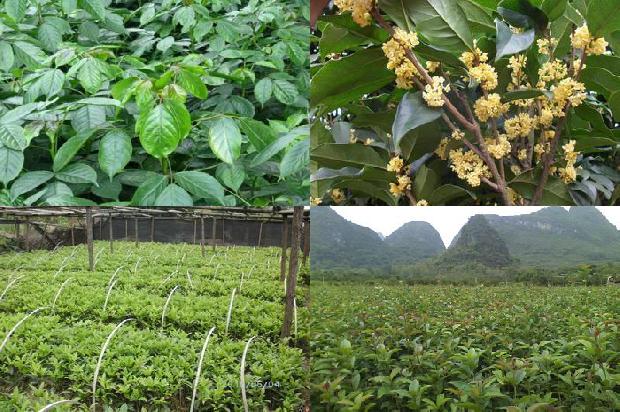家里种桂花树的寓意1680833228384