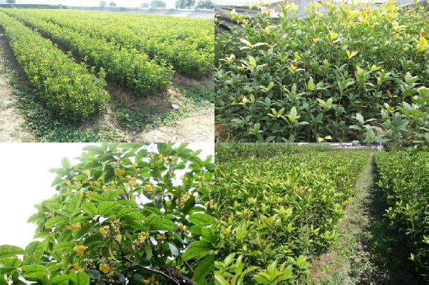 庭院栽种桂花树在什么位置好?1680833999465