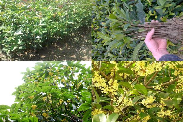 庭院栽种桂花树在什么位置好?1680833999560
