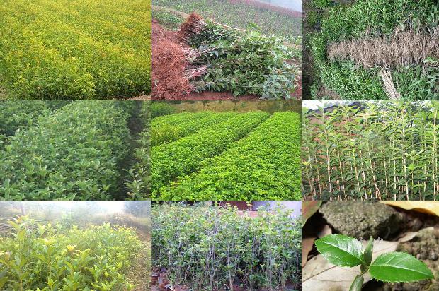 桂花树适合种门口吗风水好吗1680834524152
