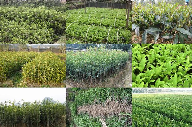 桂花树适合种门口吗风水好吗1680834524199