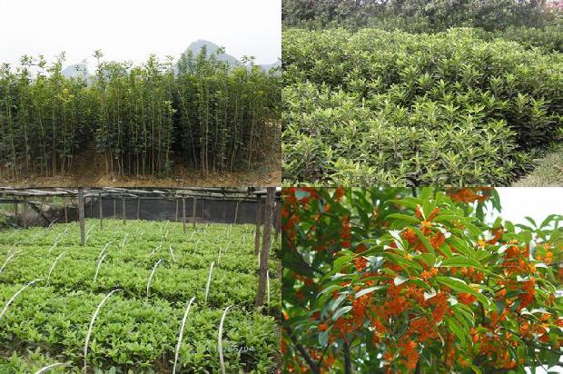桂花树能种大门口吗1680834563462